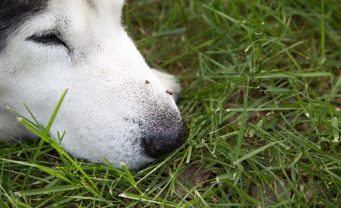 Hund Stechmücke Groß