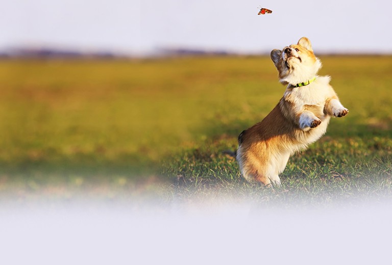 Geschlechtsorgane background