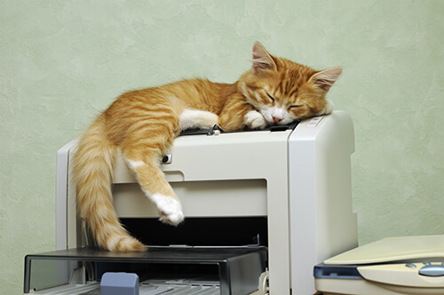 Katze schläft auf einem Faxgerät