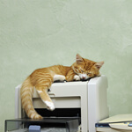 Rote Katze schläft auf einem Faxgerät