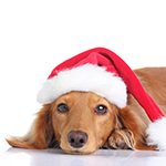 Thumb Aktuelles Hundweihnachtsmütze