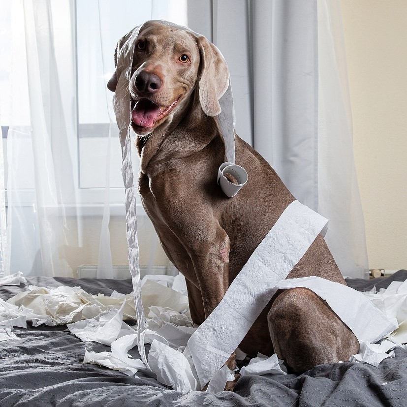 Hund Mit Klopapier Giardien Q